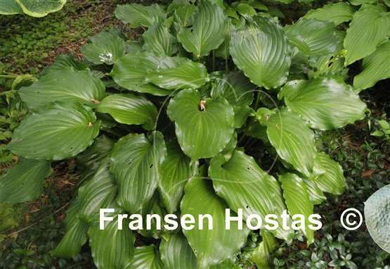 Hosta Irish Luck